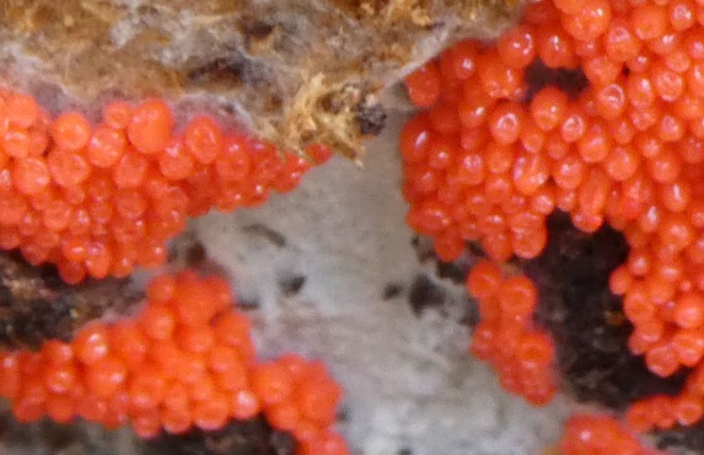 non so cosa sia:   Nectria sp. ?